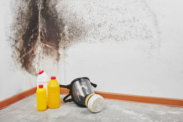 Professional Mold Removal in Haubstadt, IN