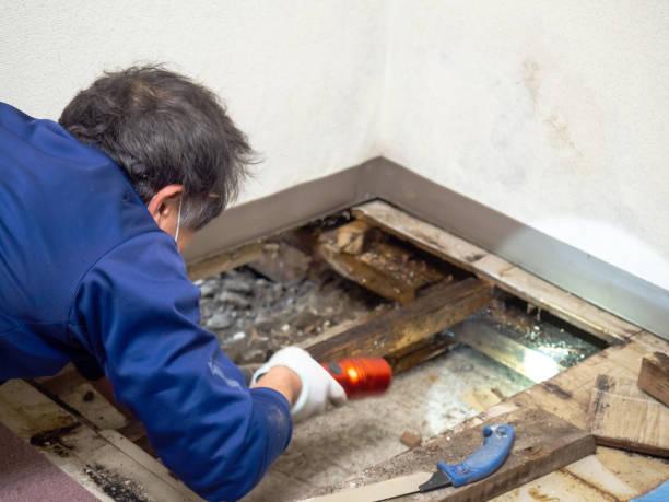 Best Attic Mold Removal  in Haubstadt, IN