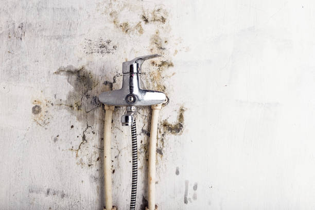 Best Toxic Mold Removal  in Haubstadt, IN
