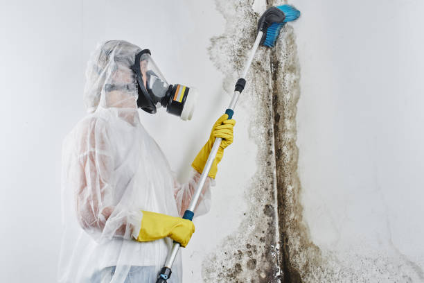 Best Mold Testing and Removal  in Haubstadt, IN