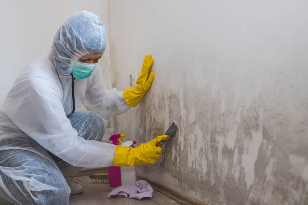 Home Mold Removal in Haubstadt, IN
