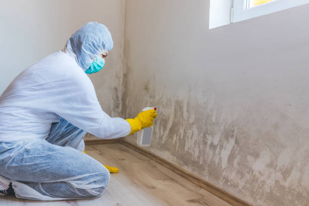 Best Local Mold Removal Service  in Haubstadt, IN