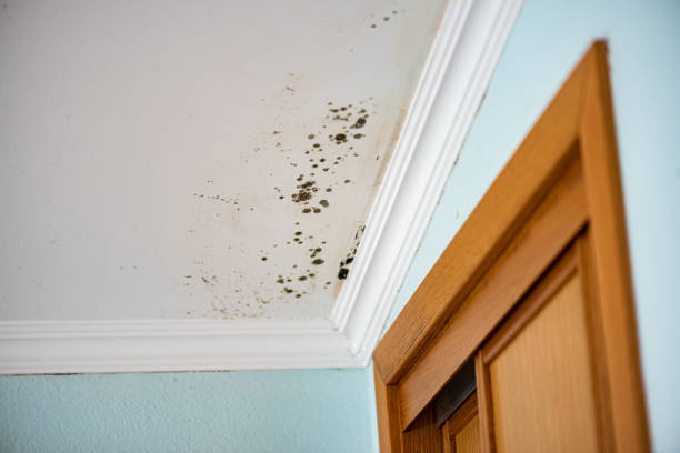 Best Commercial Mold Removal  in Haubstadt, IN