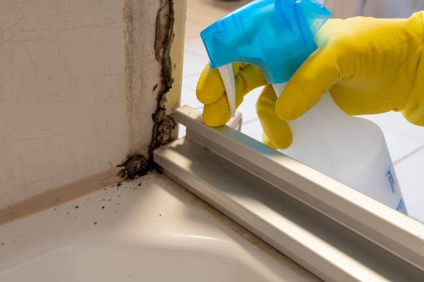 Best Best Mold Removal Companies  in Haubstadt, IN