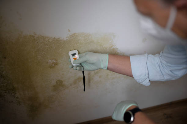 Best Office Mold Removal Services  in Haubstadt, IN