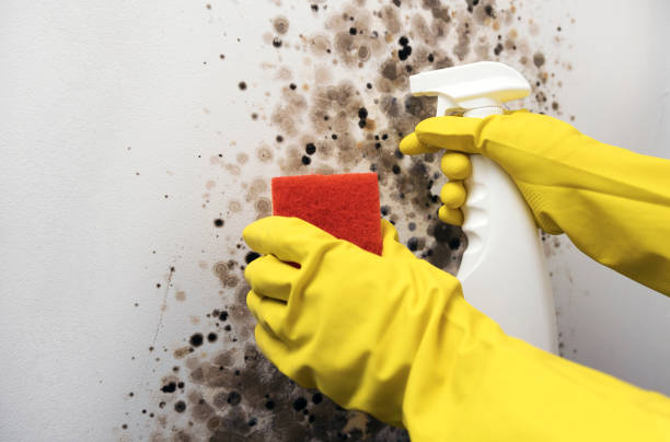 Best Local Mold Removal Service  in Haubstadt, IN
