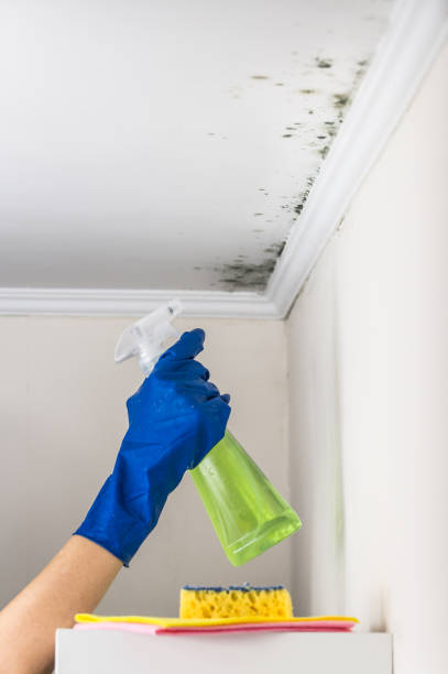 Mold Removal and Inspection in Haubstadt, IN