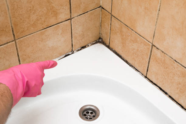 Mold Testing and Removal in Haubstadt, IN