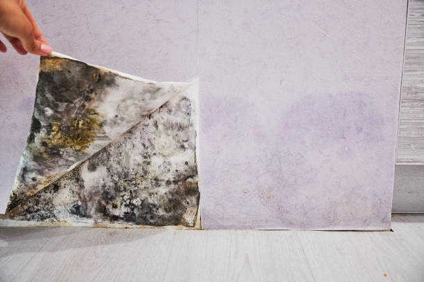 Best Mold Removal Company Near Me  in Haubstadt, IN